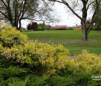 Spring vegetation, Hobart