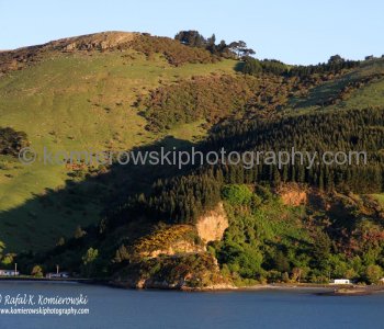 Inlet to Port Chalmers (Dunedin),  spectacular scenery observed from the deck of MS Oosterdam-note changing colors of Gorse the early morning sunlight.