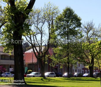 Dunedin  - early spring color