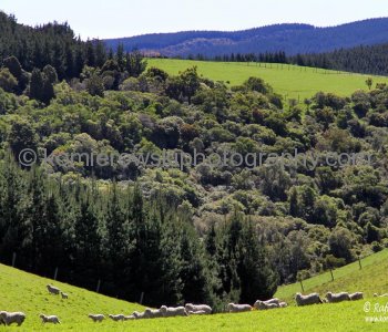 Countryside in spring colors near Palmerson, north of Dunedin