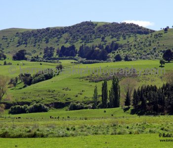 Exploring countryside in spring colors near Palmerson, north of Dunedin