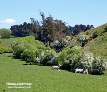 Exploring countryside in spring colors near Palmerson, north of Dunedin