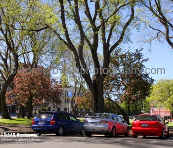 Dunedin  - early spring colors