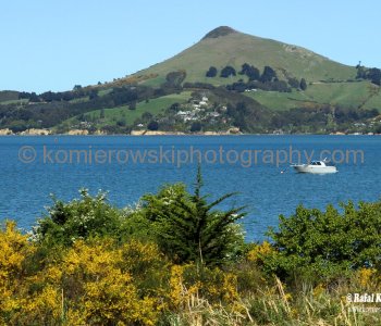 Dunedin  - early spring color