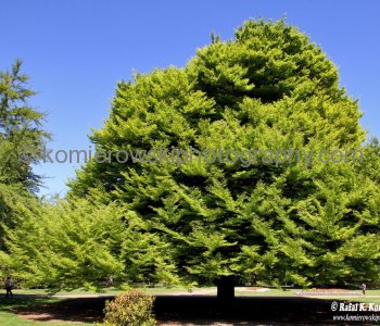 Christchurch Botanic Gardens, New Zealand