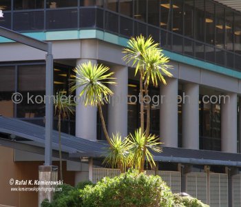 ....exploring on foot...Wellington is very compact, perched on the edge of a stunning natural harbor.....