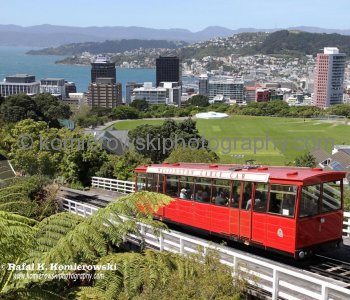 Wellington Cable Cat....