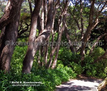 Spectacular Botanic Garden, Mt Victoria, Wellington, New Zealand