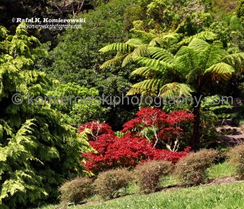 Botanic Garden, Mt Victoria, Wellington, New Zealand