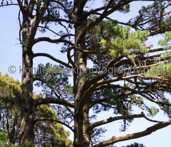 Botanic Garden, Mt Victoria, Wellington, New Zealand