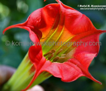 Botanic Garden, Mt Victoria, Wellington, New Zealand
