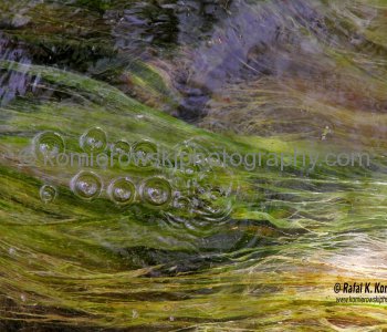 .....Natural  geothermal abstract and grass in water .....Wai-O-Tapu, New Zealand