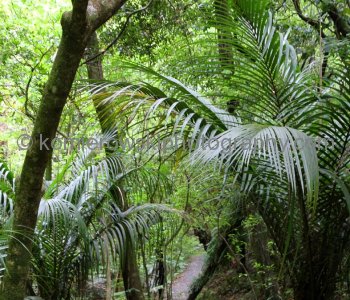 Pahia, Bay of Islands, New Zealand
