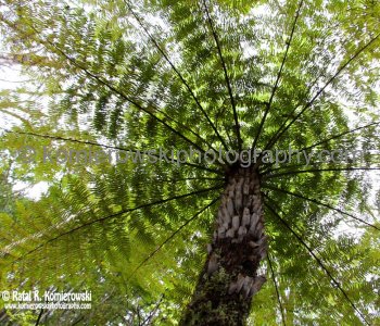 Fern Tree, Paihia, Bay of Islands, New Zealand