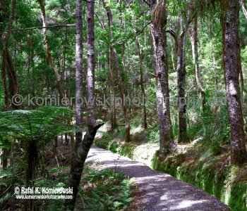 Paihia, Bay of Islands, New Zealand