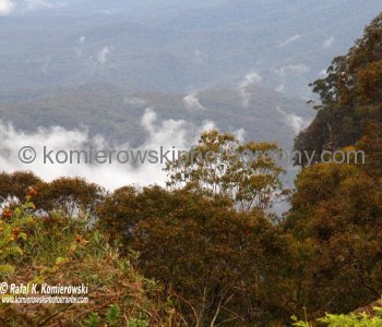 Blue Mountains, the atmosphere is filled with finely dispersed droplets of oil, which, in combination with dust particles and water vapour