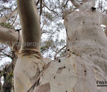 Eucalyptus tree, Blue Mountains,   New South Wales, Australia