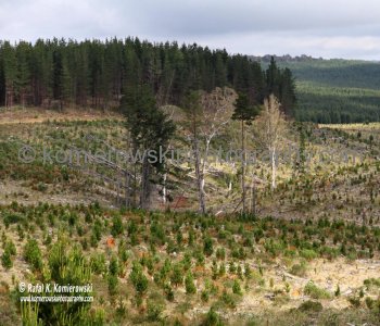 Interesting scenery...pine plantation next to native forest!  View from the highway on the way to Jenolan Caves from Katoomba, New South Wales, Australia