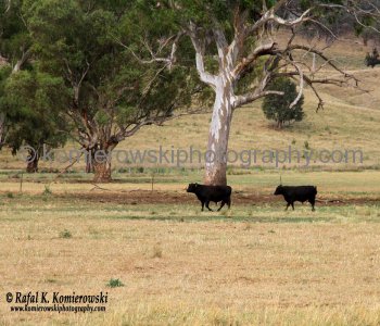 Farmland scenery viewed from Bylong Valley Way, NSW, Australia