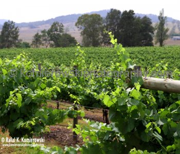 Birthplace of Australian Shiraz. Wyndham Estate Winery in the Hunter Valley Wine Country, NSW, Australia
