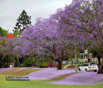 Bellingen, NSW, Australia,   (rain - local spring time - November 10, 2012 at 11:43 am)