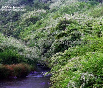 Near Dorrigo, NSW, Australia (rain - local spring time - November 10, 2012)