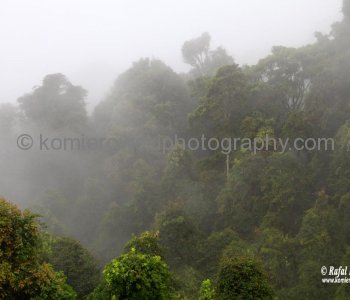 Rainforest in Dorrigo National Park, Dorrigo, NSW, Australia  (rain - local spring time - November 10, 2012)