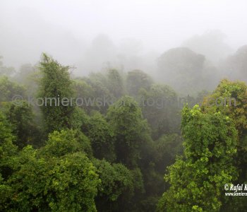 Rainforest in Dorrigo National Park, Dorrigo, NSW, Australia  (rain - local spring time - November 10, 2012)