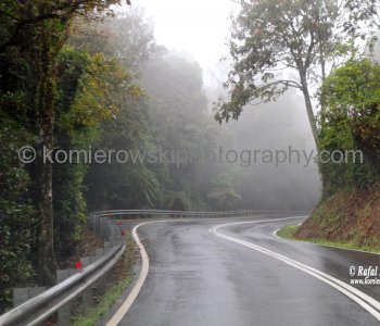 Rainforest in Dorrigo National Park, Dorrigo, NSW, Australia  (rain - local spring time - November 10, 2012)
