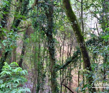 Rainforest in Dorrigo National Park, Dorrigo, NSW, Australia  (rain - local spring time - November 10, 2012)