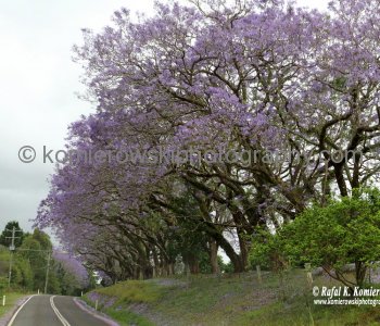 Highway from Bellingen to Raleigh, NSW, Australia, (local spring time - November 10, 2012)