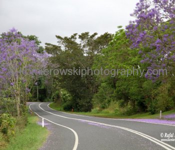Highway Near Bellingen, NSW, Australia (rain - local spring time - November 10, 2012)