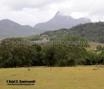 Murwillumbah is rich dairy, sugar cane and banana country, New South Wales, Australia,  (November 11, 2012)