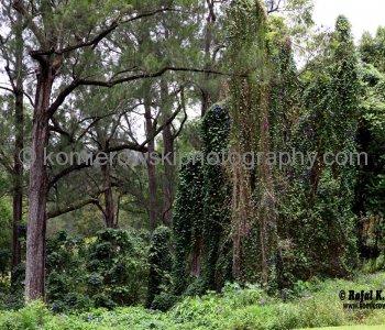 Spectacular wildflowers north of Murwillumbah, NSW,   Australia,  (November 11, 2012)