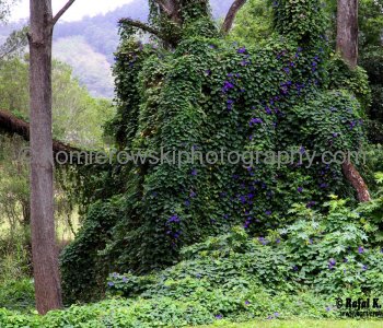 Spectacular wildflowers north of Murwillumbah, New South Wales, Australia,  (November 11, 2012)