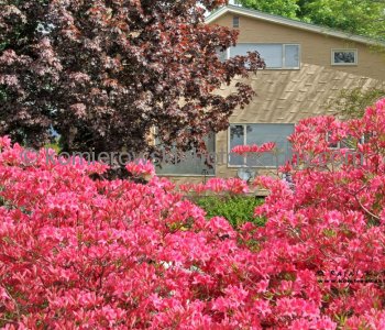 Fully developed spring in Nakusp