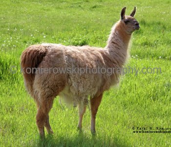 Burton, llama farm
