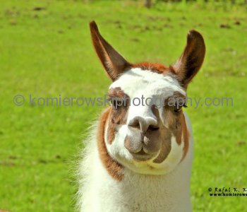 Burton, llama farm