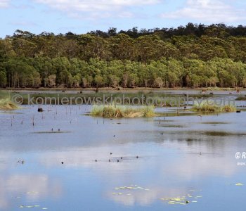 Buderim Conservation Park, Queensland, Australia (located near Buderim on the way to Maroochydore)