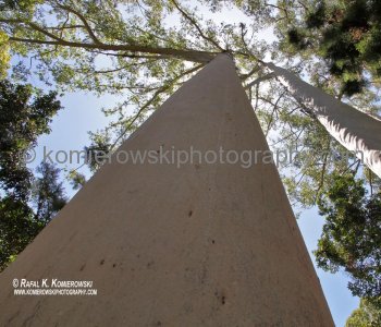 Fraser Island  has the best looking trees!