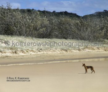 Dingo, Fraser Island....dingoes are reputedly some of the last remaining pure dingoes in Eastern Australia and to prevent cross-breeding, dogs are not allowed on the island...