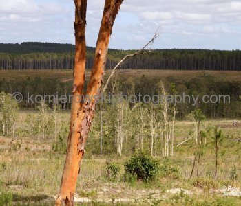 Once Eucalyptus forest..now Canadian Pine trees growing there...
