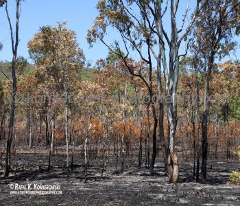 ...prescribed-burning in eucalypt forests?...Bruce Highway