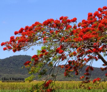 Royal Poinciana...spectacular flamboyant red flowers...Bruce Highway...