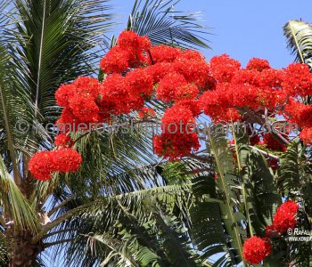 Bowen, Queensland, Australia