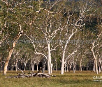There are over 700 species of Eucalyptus trees in Australia...