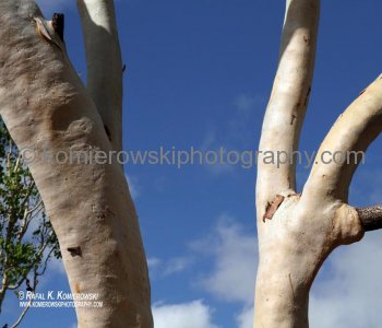 There are over 700 species of Eucalyptus trees in Australia....