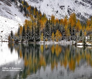 Golden Alpine Larches at Chester Lake in Canadian Rockies, Alberta, Canada