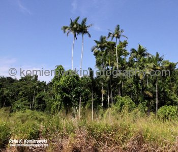 Mission Beach, a popular gateway to the Great Barrier Reef and rainforests...