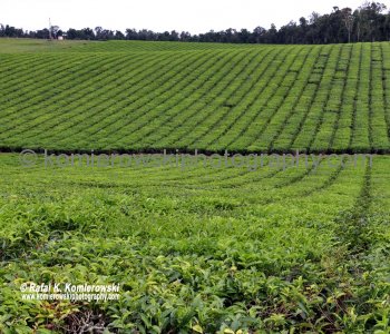 Tea Plantation..Palmerson Hwy. 25......area one of the richest places in tropical north Queensland